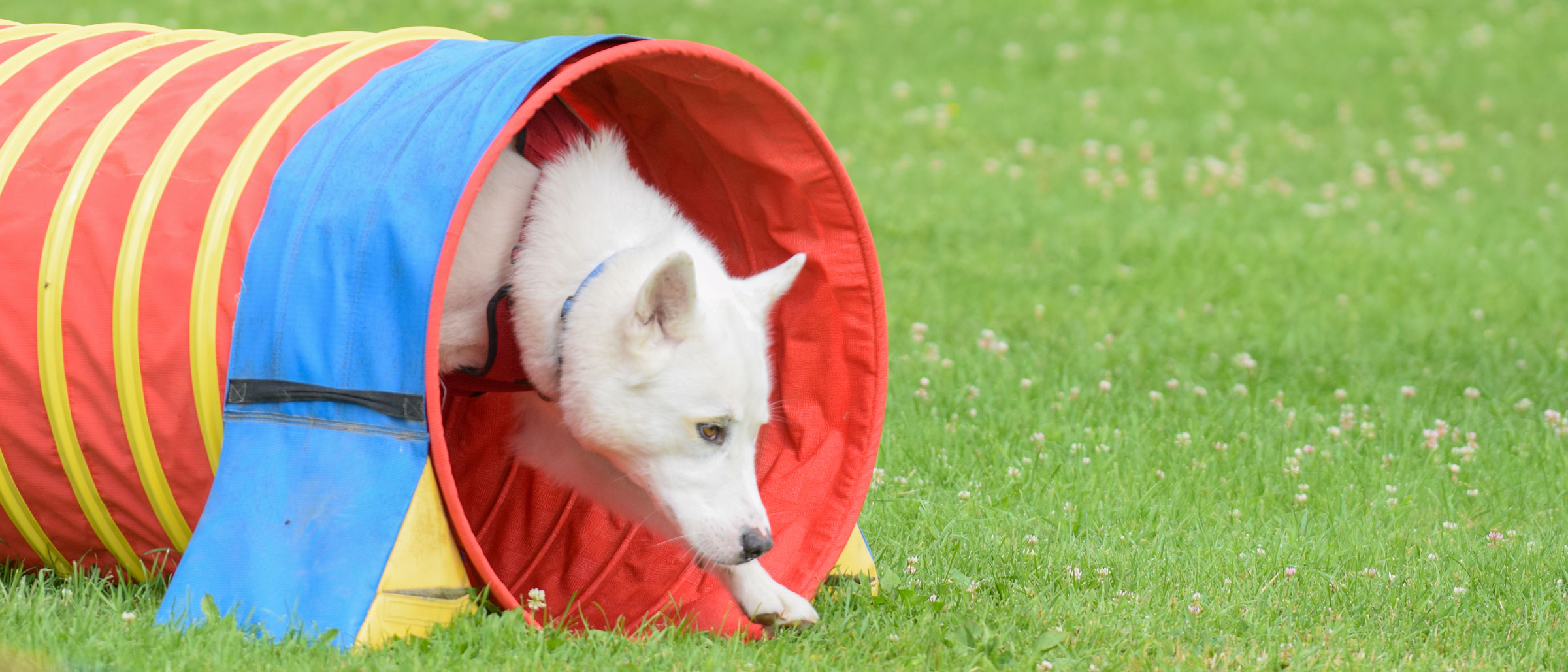 Intro Agility Level 2