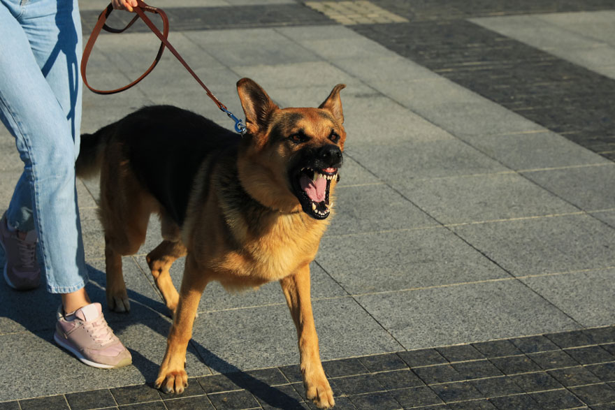 A dog on a leash outdoors