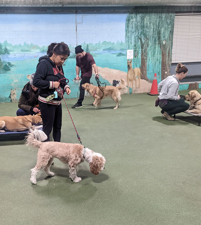 A dog focused on its handler during obedience training