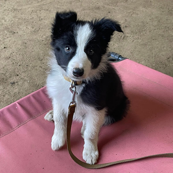 A puppy sitting on a training bed in puppy class