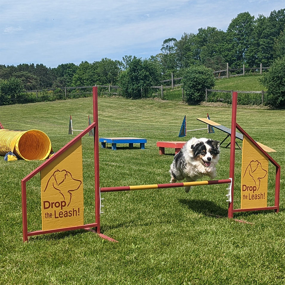 A dog leaping over an agility jump marked Drop the Leash
