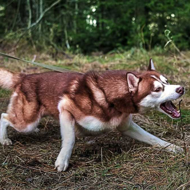 A dog on a leash outdoors